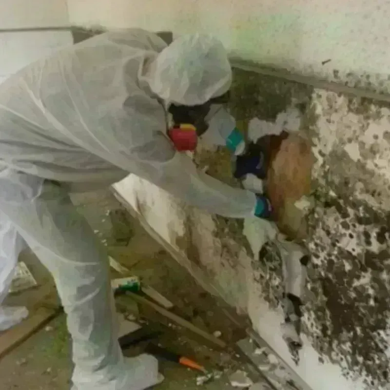 Mold Remediation and Removal in Franklin Furnace, OH